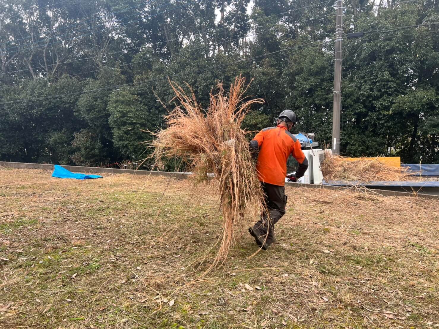 刈り終えた草はスタッフ杉山が適宜搬出。